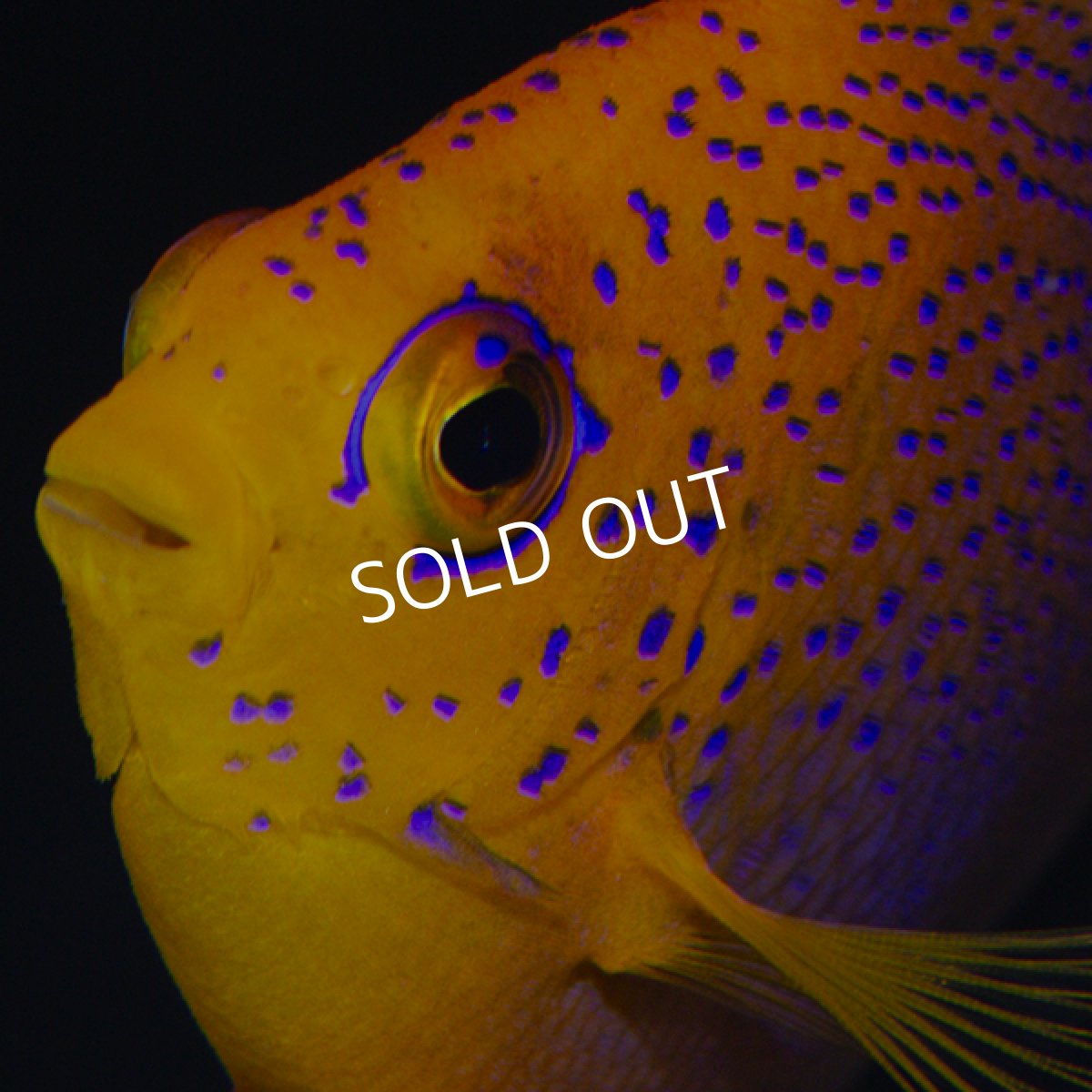 画像3: ■SALE■レンテンヤッコ (3)