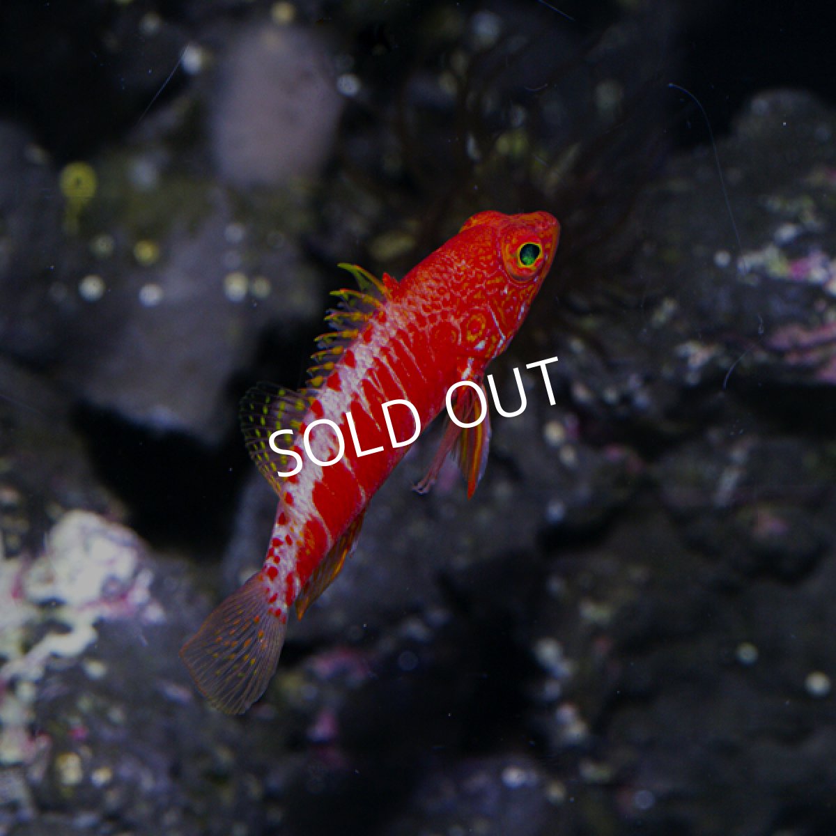 画像4: オシャレハナダイ (4)