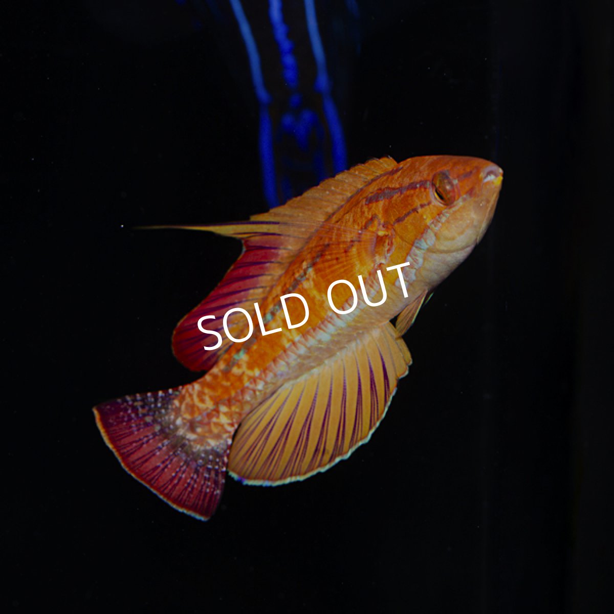 画像3: レッドフィンフラッシャーラス (3)