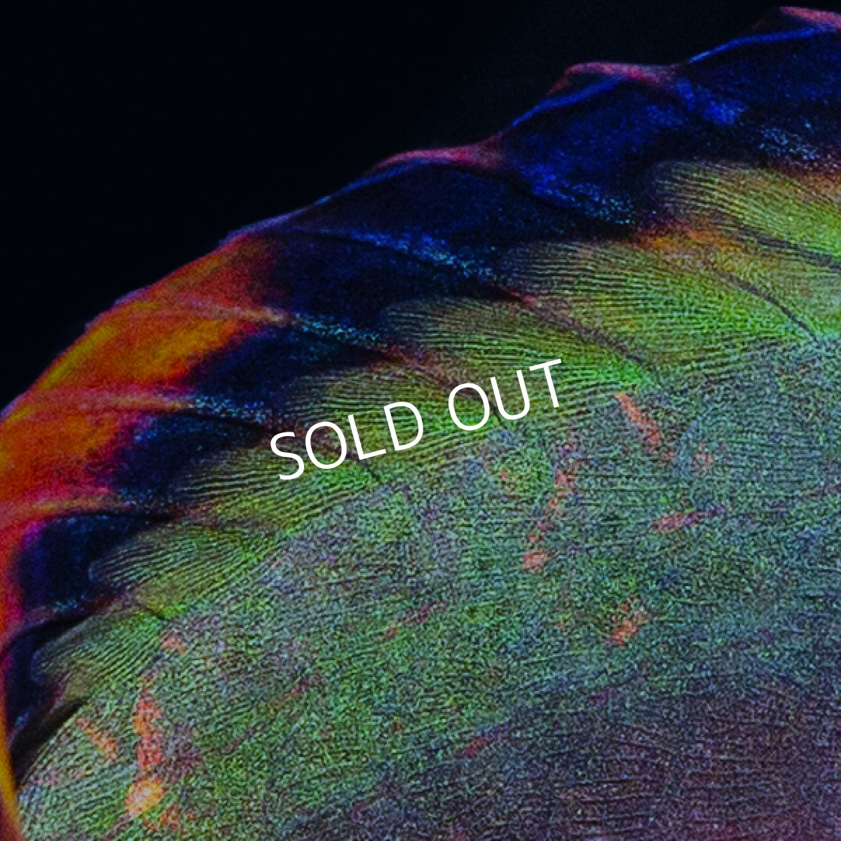 画像3: ■SALE■ スコットラス (3)