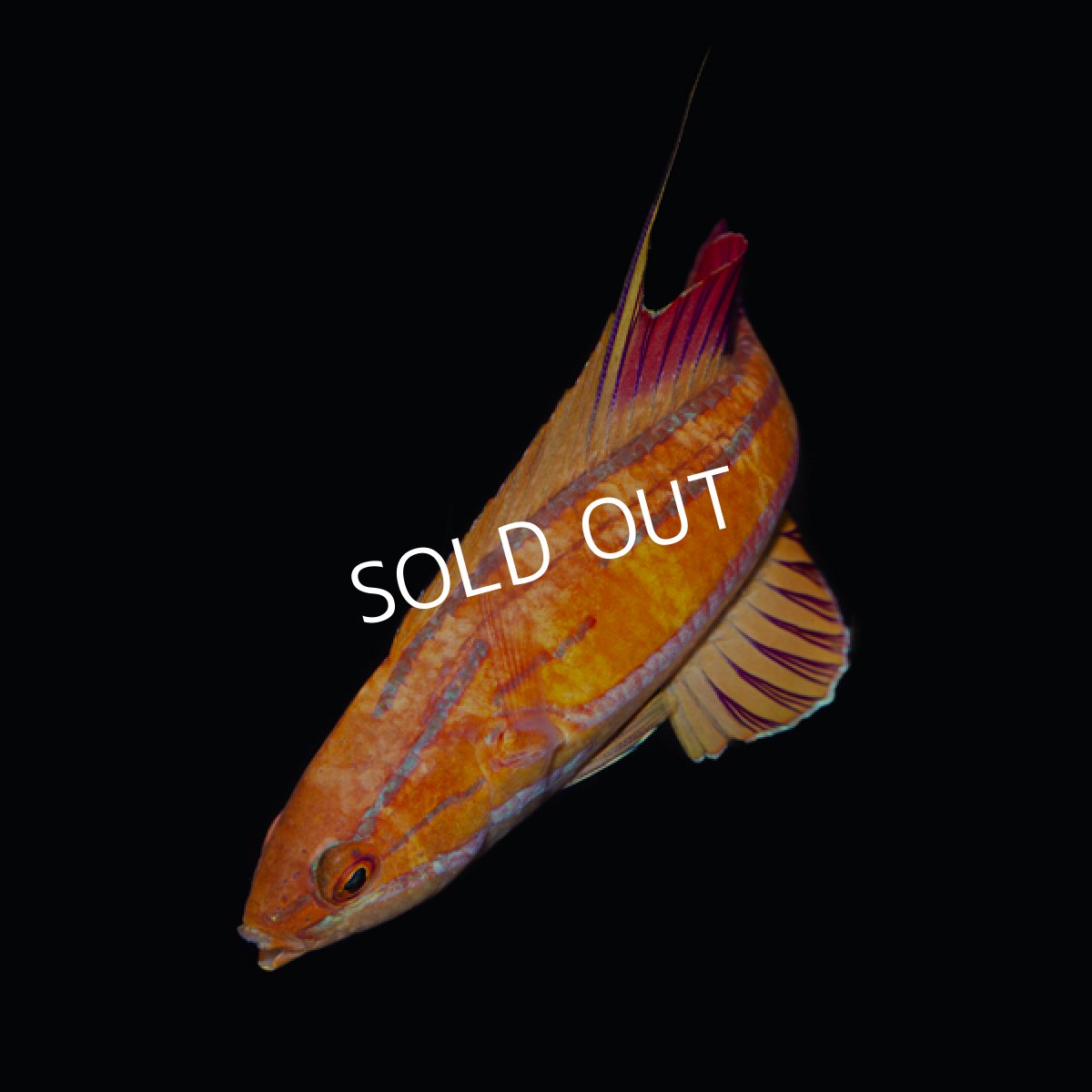 画像4: レッドフィンフラッシャーラス (4)