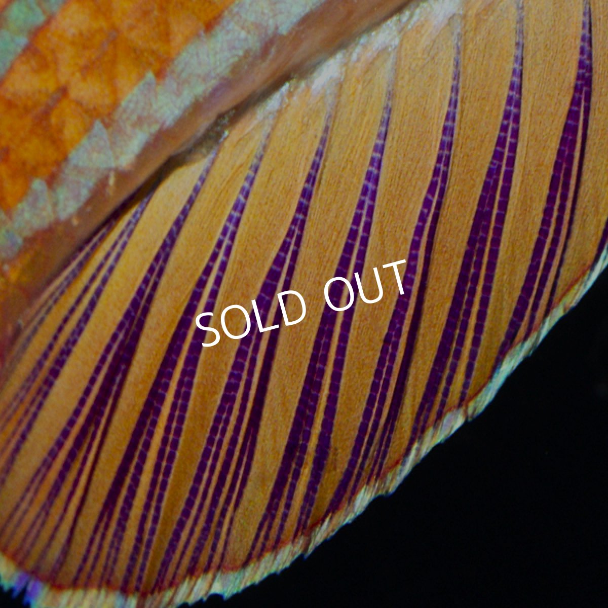 画像5: レッドフィンフラッシャーラス (5)