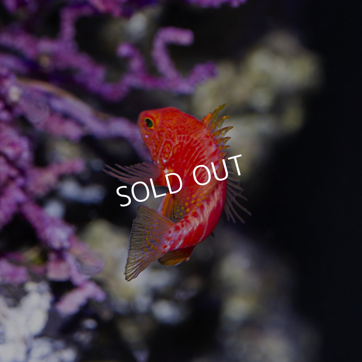 画像2: オシャレハナダイ (2)