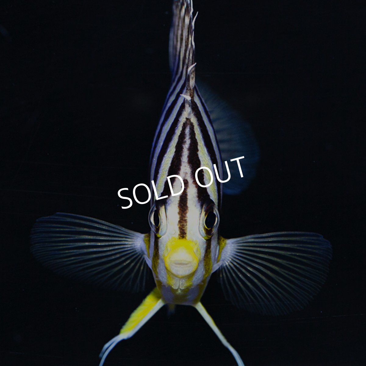 画像2: ■SALE■シマヤッコ マーシャル (2)