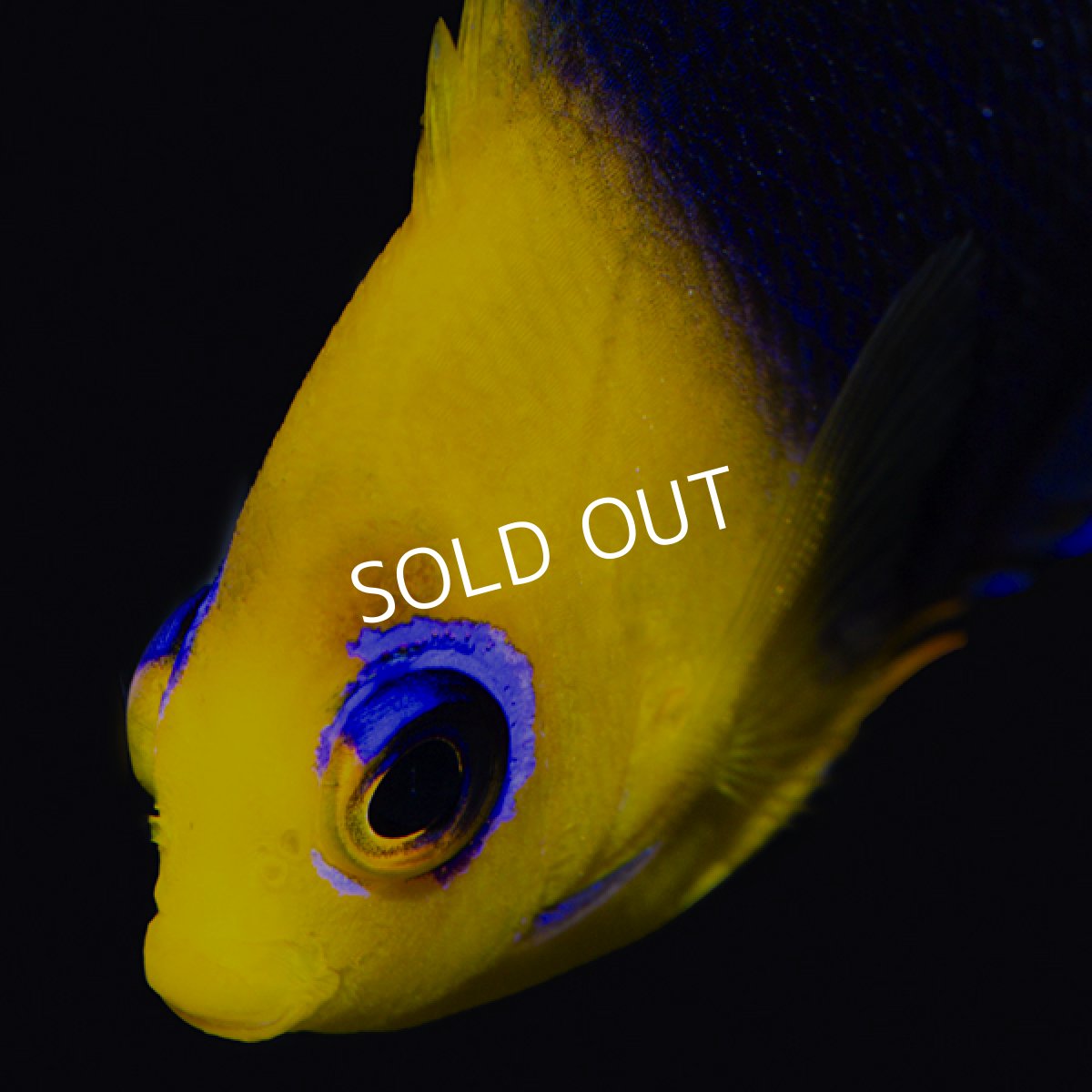 画像3: ■SALE■ココスピグミーエンゼル (3)