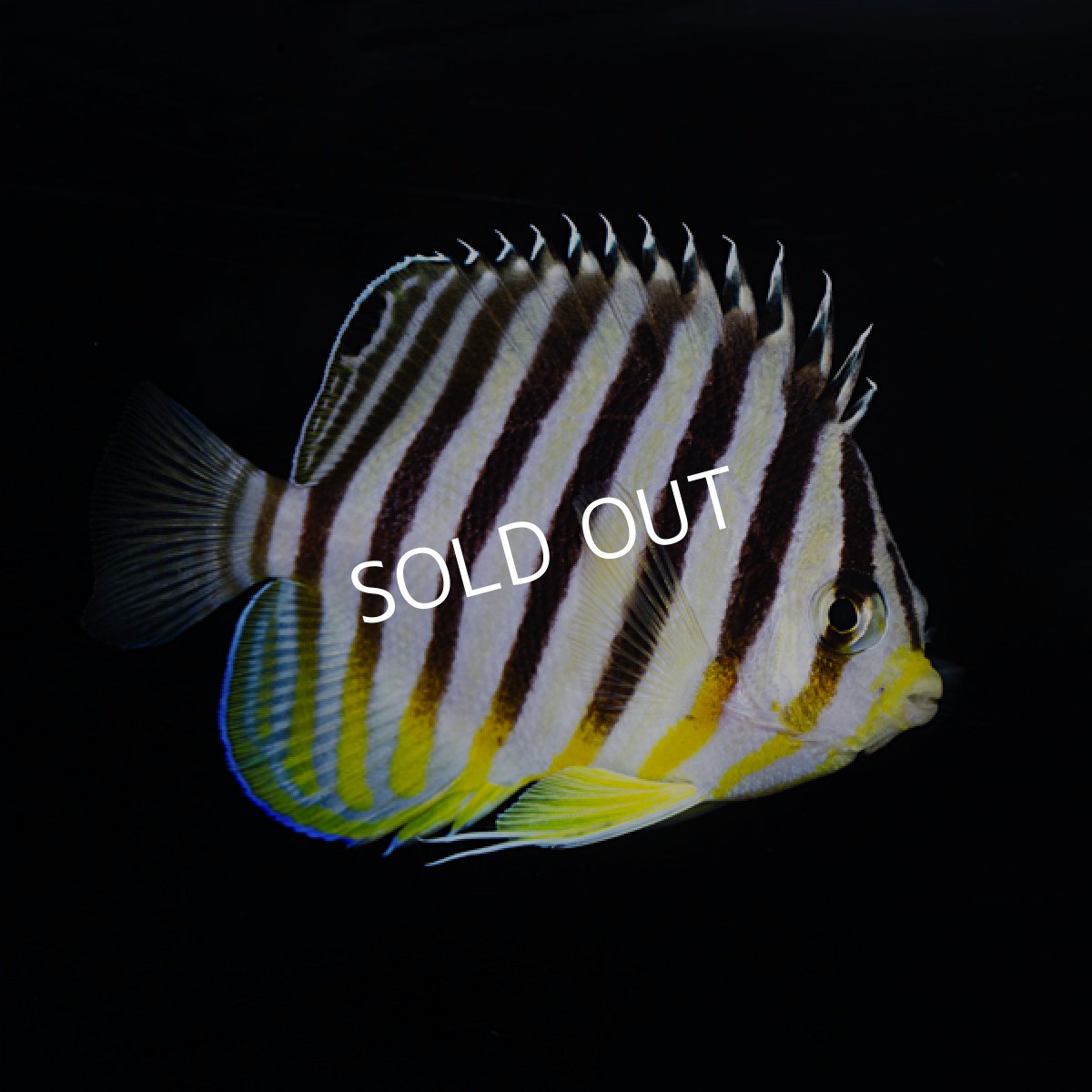 画像4: ■SALE■シマヤッコ マーシャル (4)