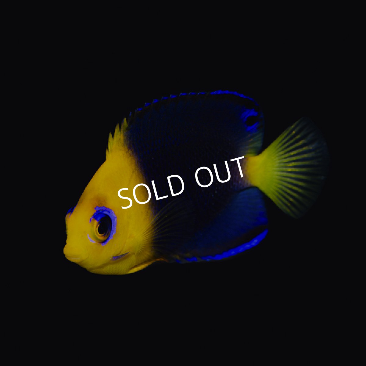 画像2: ■SALE■ココスピグミーエンゼル (2)