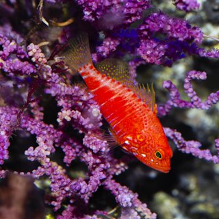 ブルームテールラス 海水魚 剥製 ブルームテールラス - 海水魚専門店 ceppo onlinestore