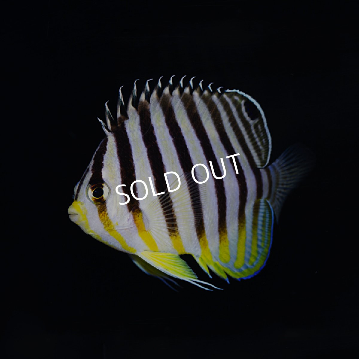 画像3: ■SALE■シマヤッコ マーシャル (3)