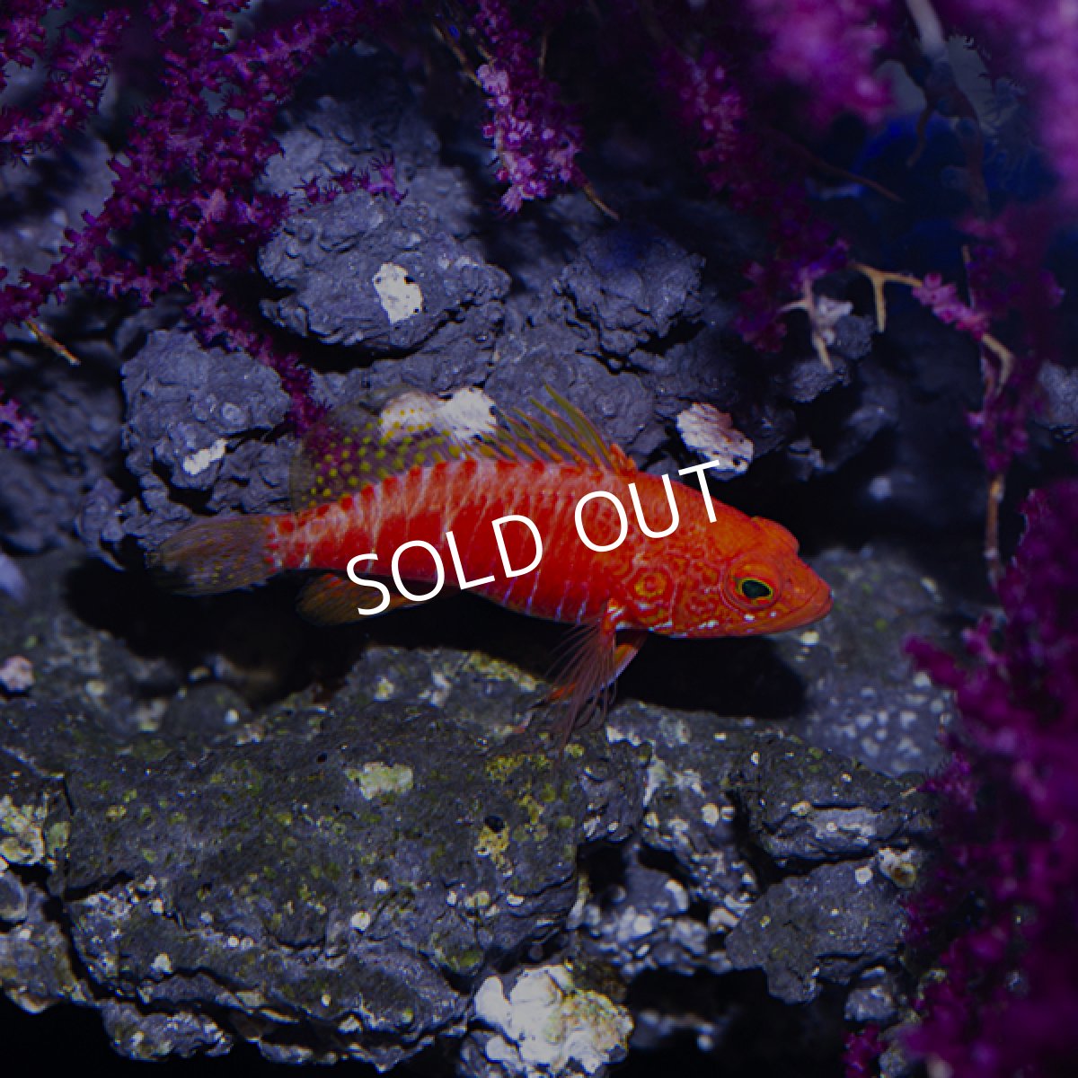 画像9: オシャレハナダイ (9)