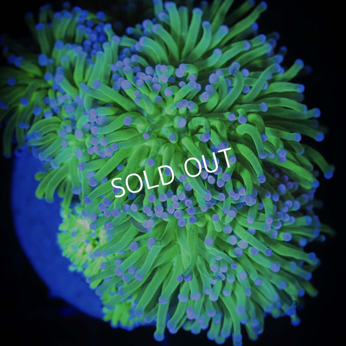 画像2: IDN Cotton Candy (2)