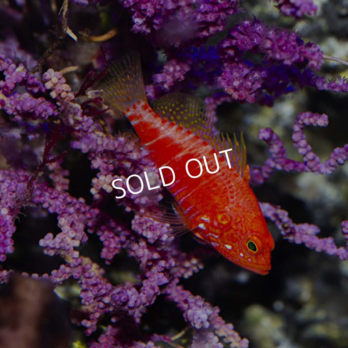 画像7: オシャレハナダイ (7)