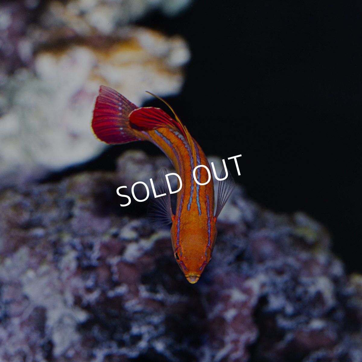 画像2: レッドフィンフラッシャーラス (2)