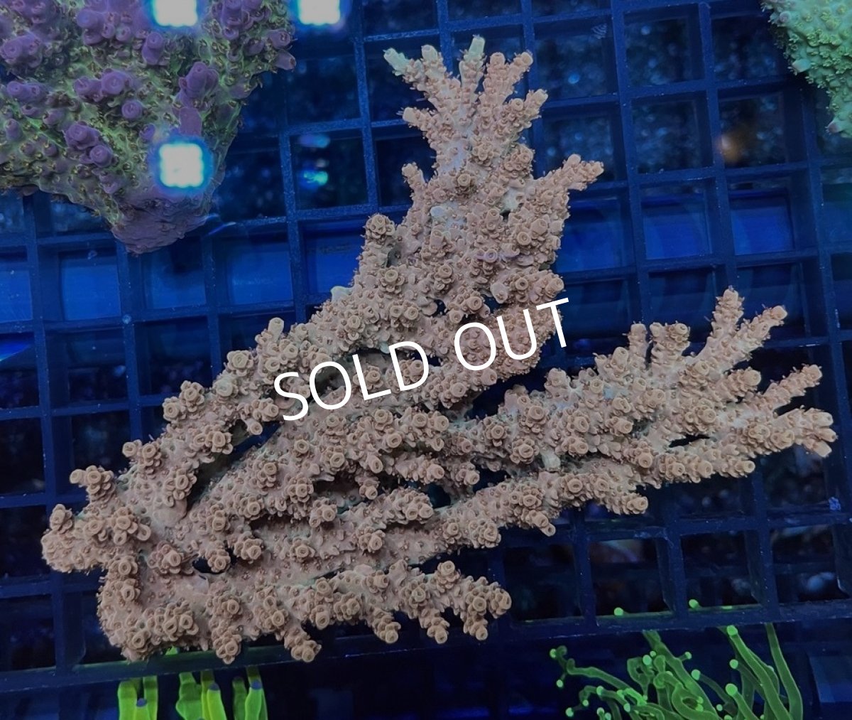 画像1:  ■SALE■IF Acropora Ultra No.100 (1)