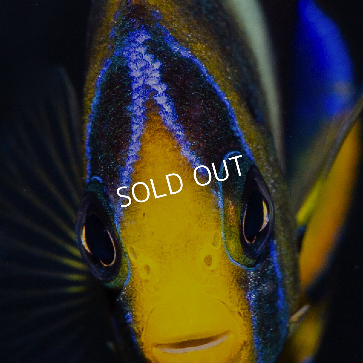 画像3: ウエストアフリカンエンゼル (3)