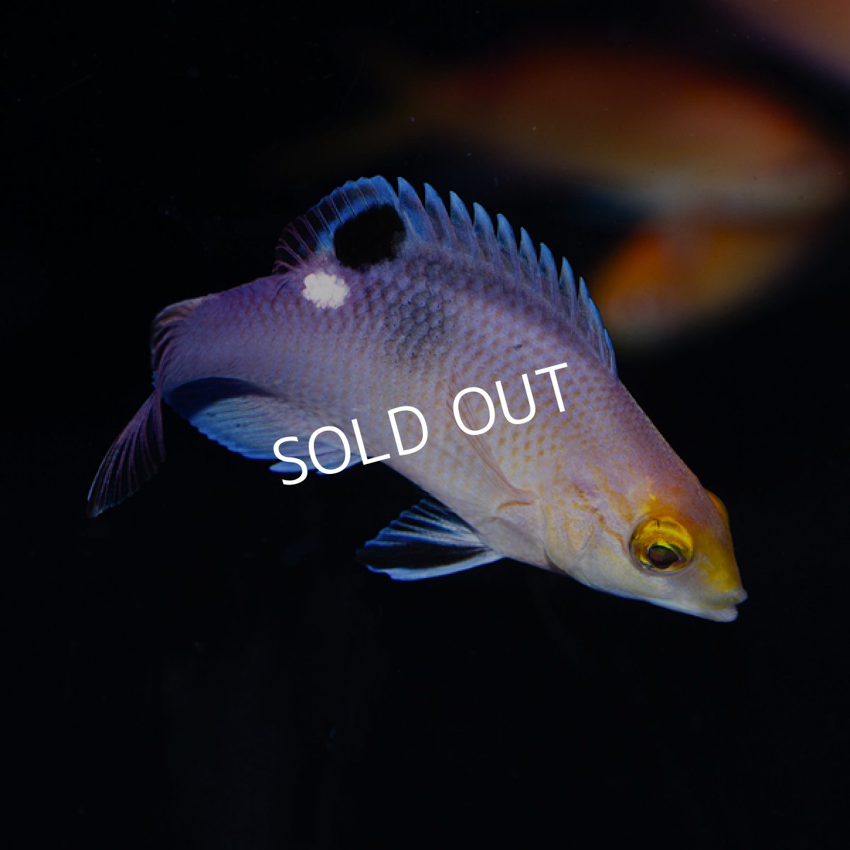 画像1: ブラックバーホグフィッシュ (1)