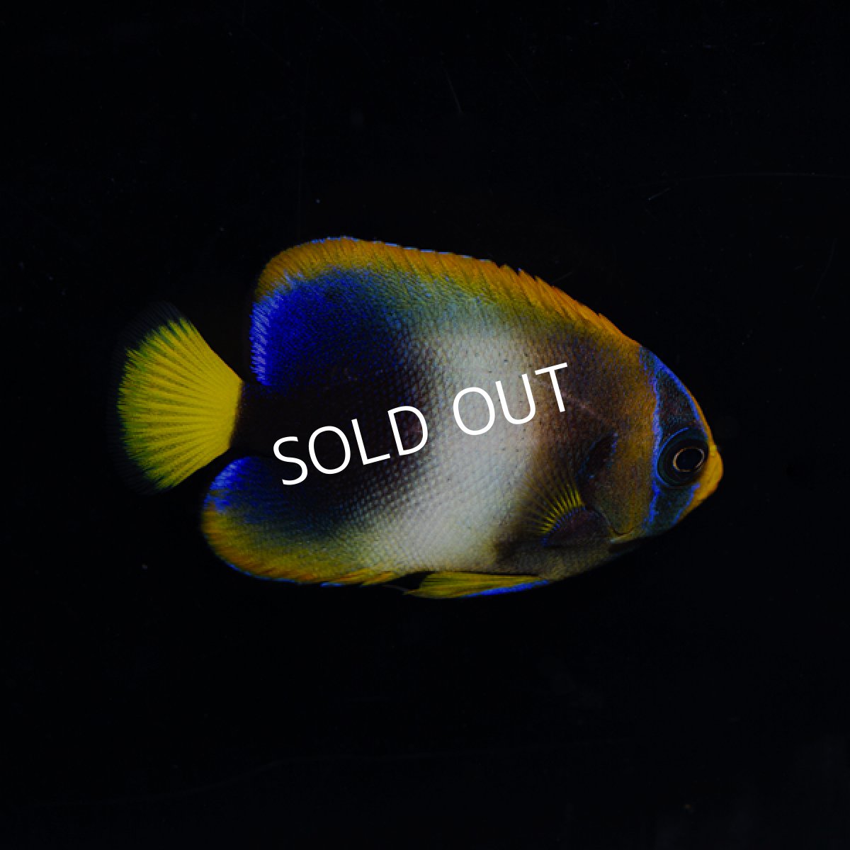 画像2: ウエストアフリカンエンゼル (2)