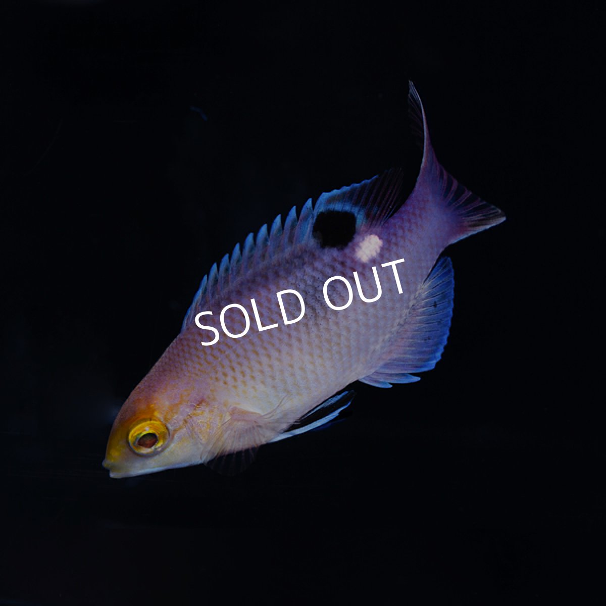 画像2: ブラックバーホグフィッシュ (2)