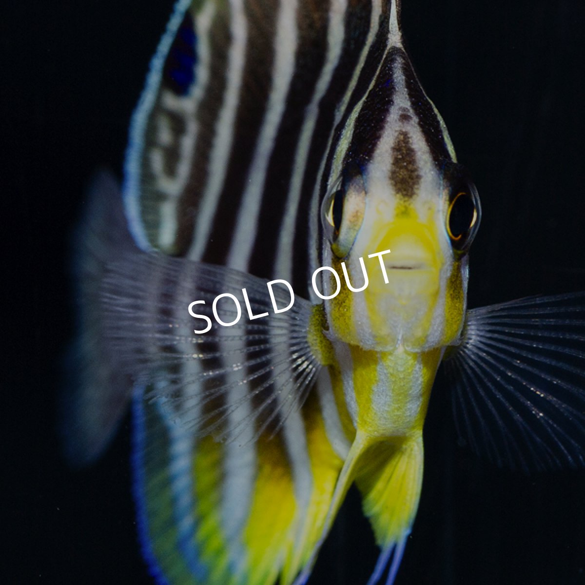 画像4: ■SALE■  シマヤッコ 外産ブリード No.2 (4)