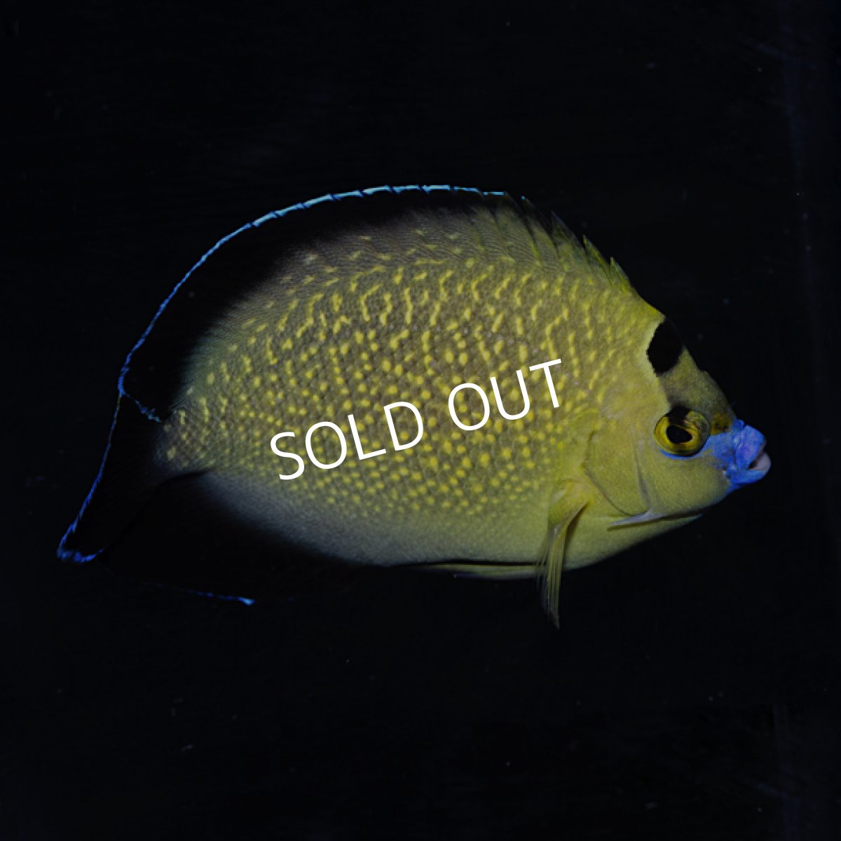 画像3: ■SALE■ ゴールドフレークエンゼル (3)