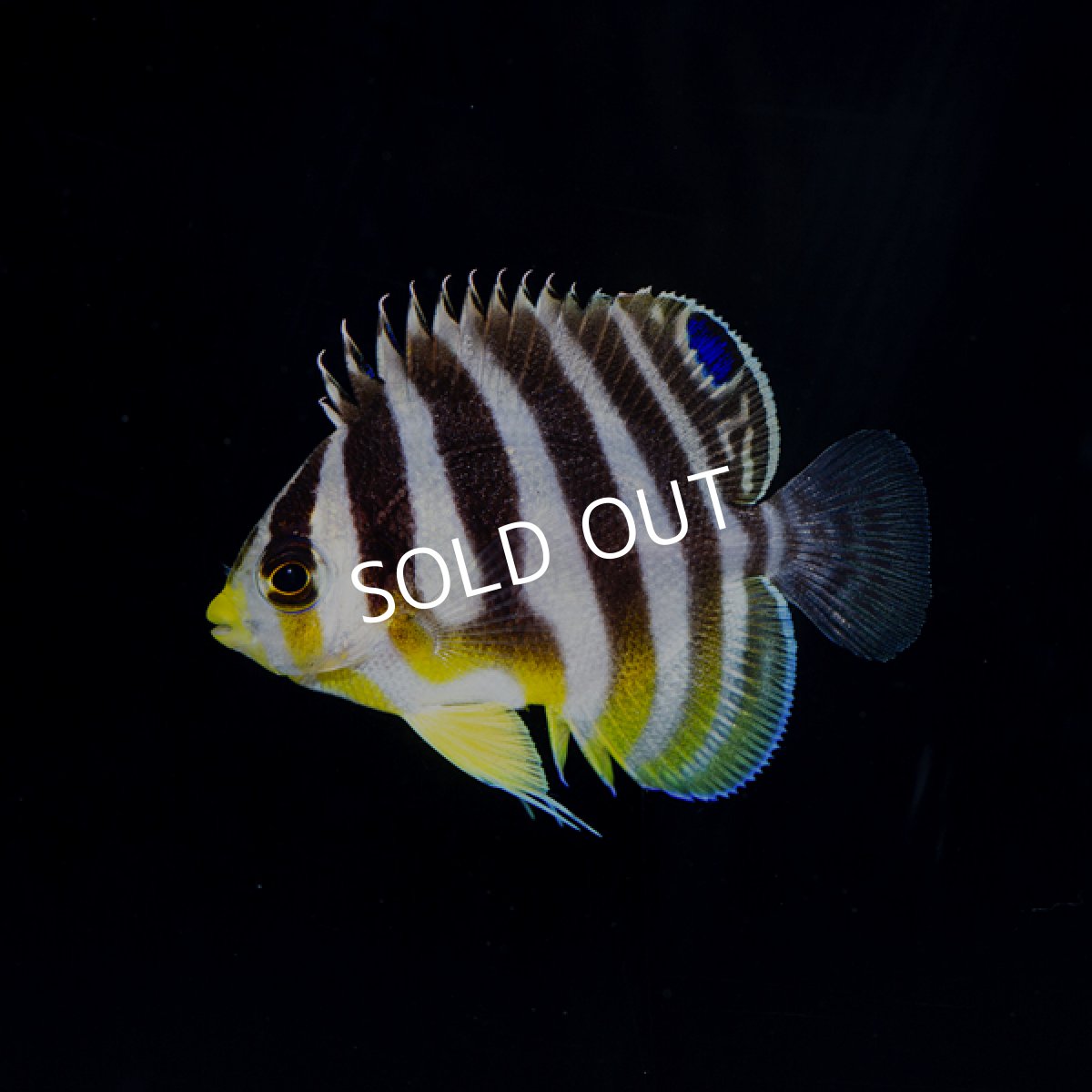 画像2: ■SALE■  シマヤッコ　外産ブリード No.1 (2)