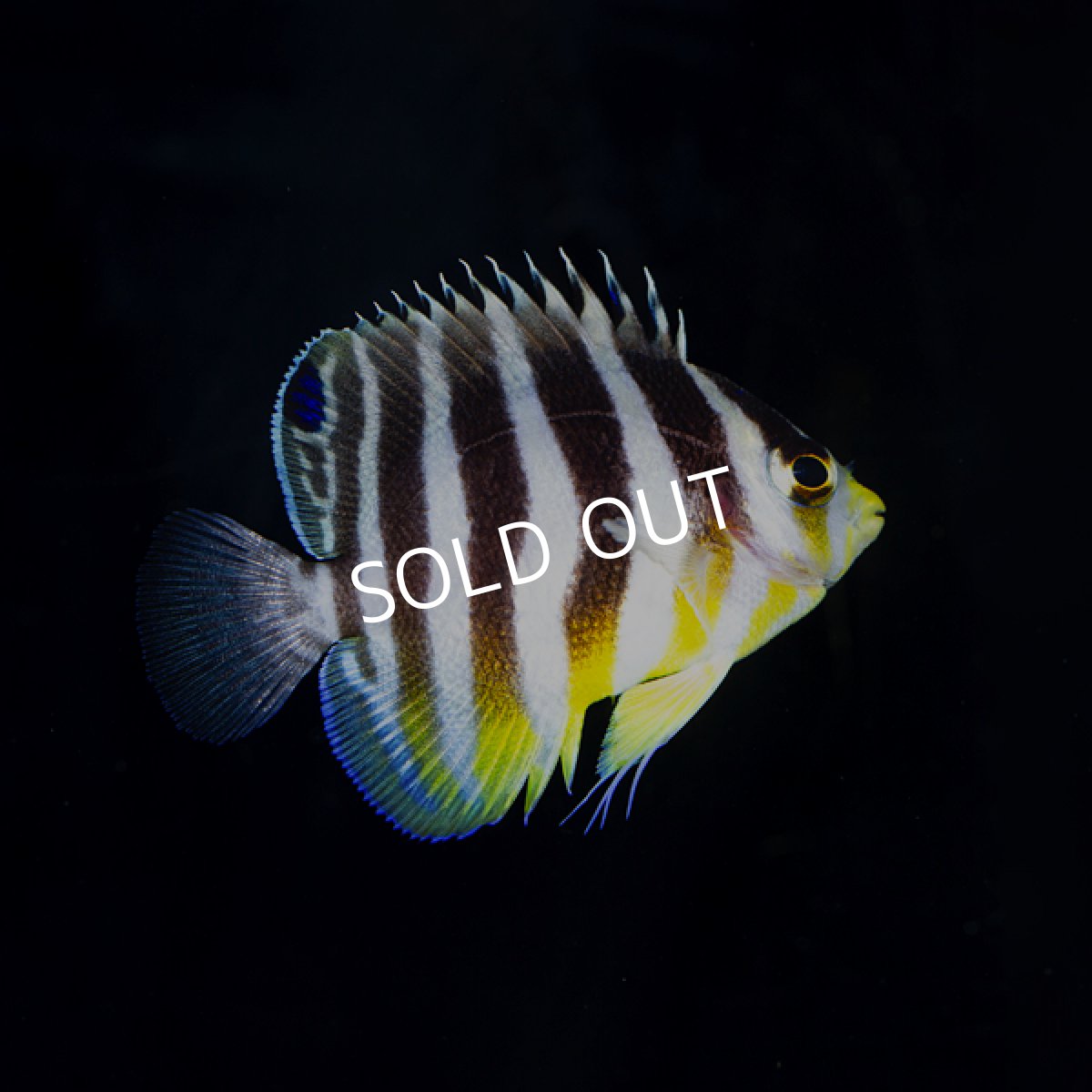 画像2: ■SALE■  シマヤッコ 外産ブリード No.2 (2)