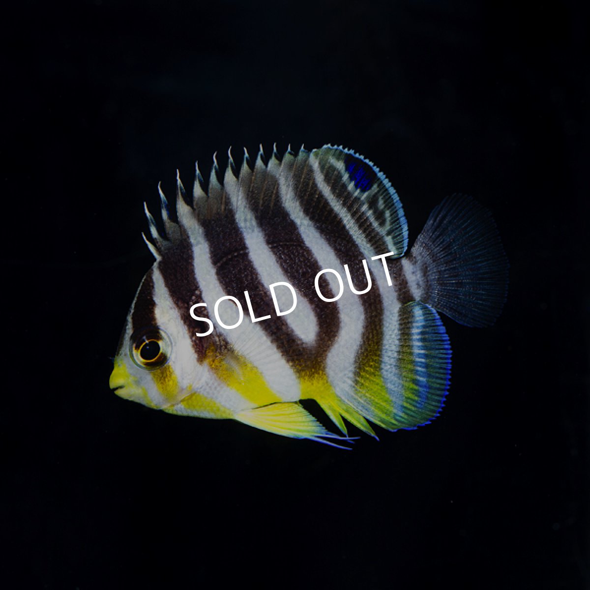 画像3: ■SALE■  シマヤッコ 外産ブリード No.2 (3)