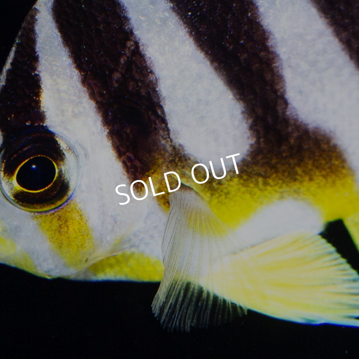 画像4: ■SALE■  シマヤッコ　外産ブリード No.1 (4)