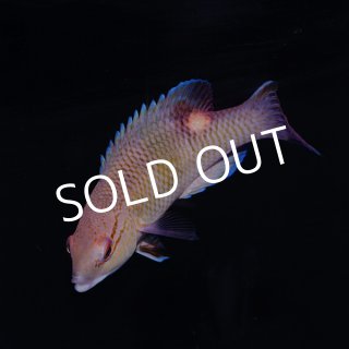 ブルームテールラス 海水魚 剥製 ブルームテールラス 海水魚 剥製