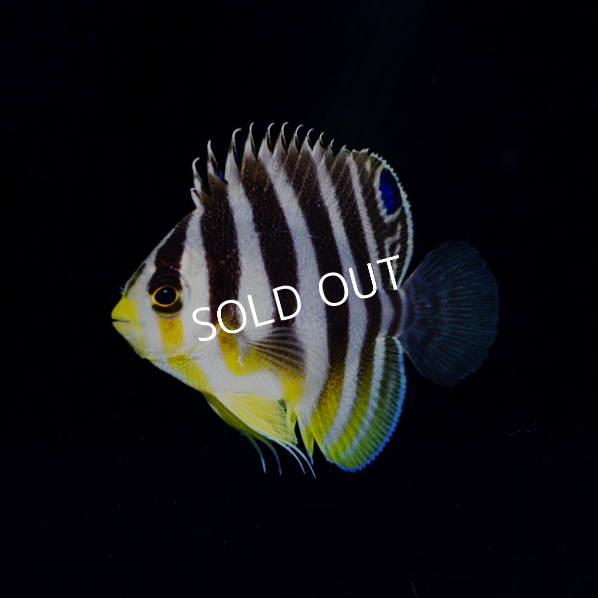 画像3: ■SALE■  シマヤッコ　外産ブリード No.1 (3)