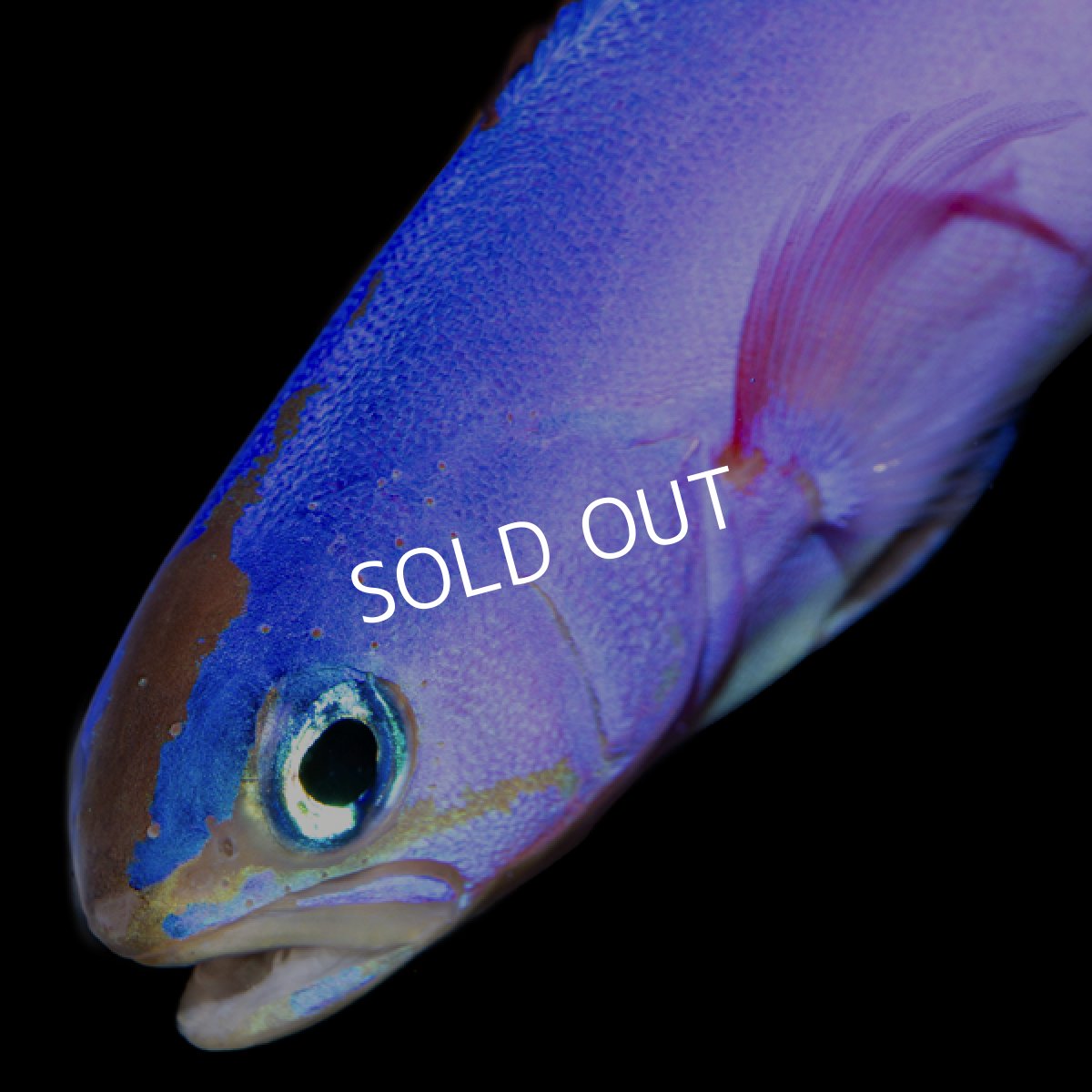 画像3: ■SALE■フジイロサンゴアマダイ (3)