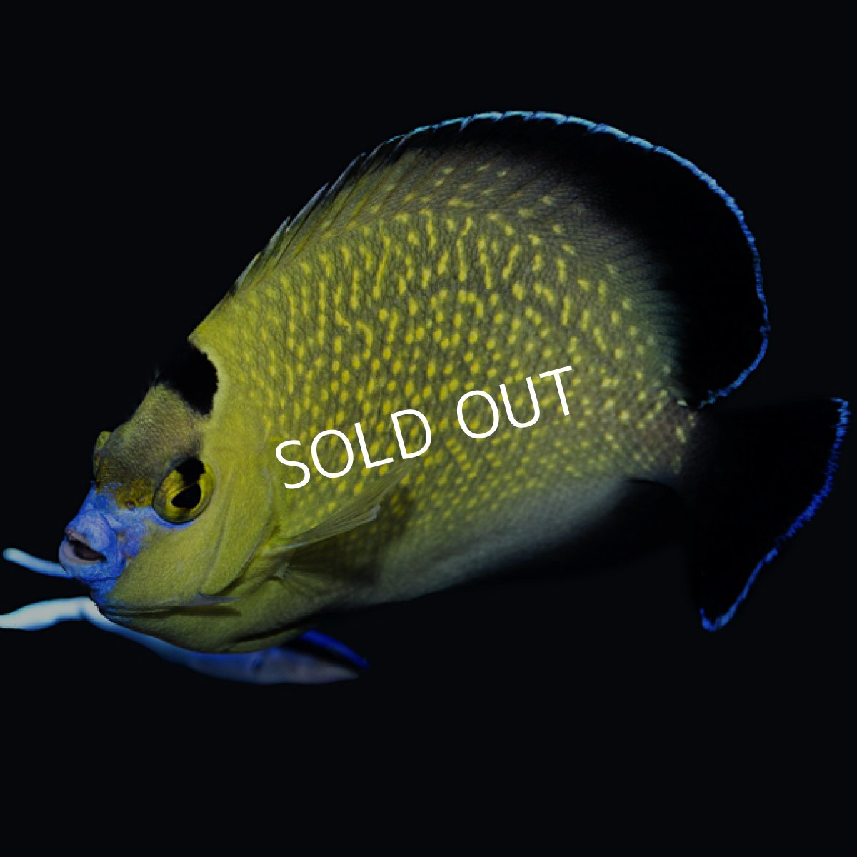 画像2: ■SALE■ ゴールドフレークエンゼル (2)