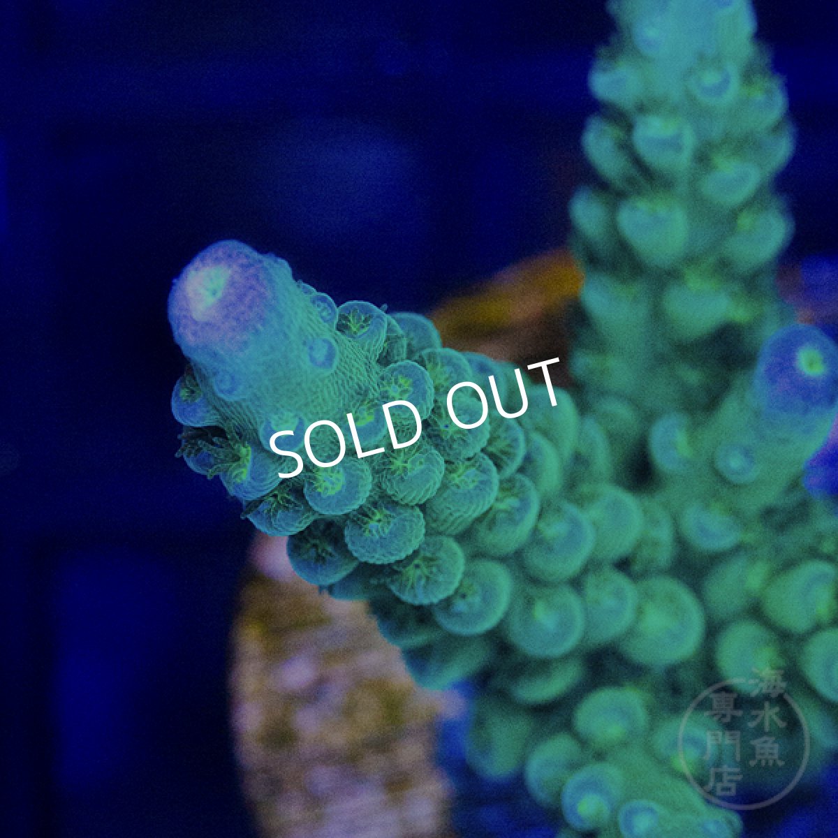 画像2: ■SALE■CE Acro Stag Bule Tip Green (2)