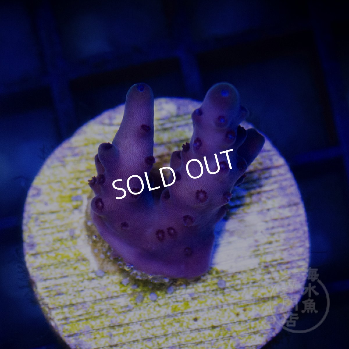 画像1: ■SALE■CE Acro Loripes Purple N's Crazy Sexy (1)