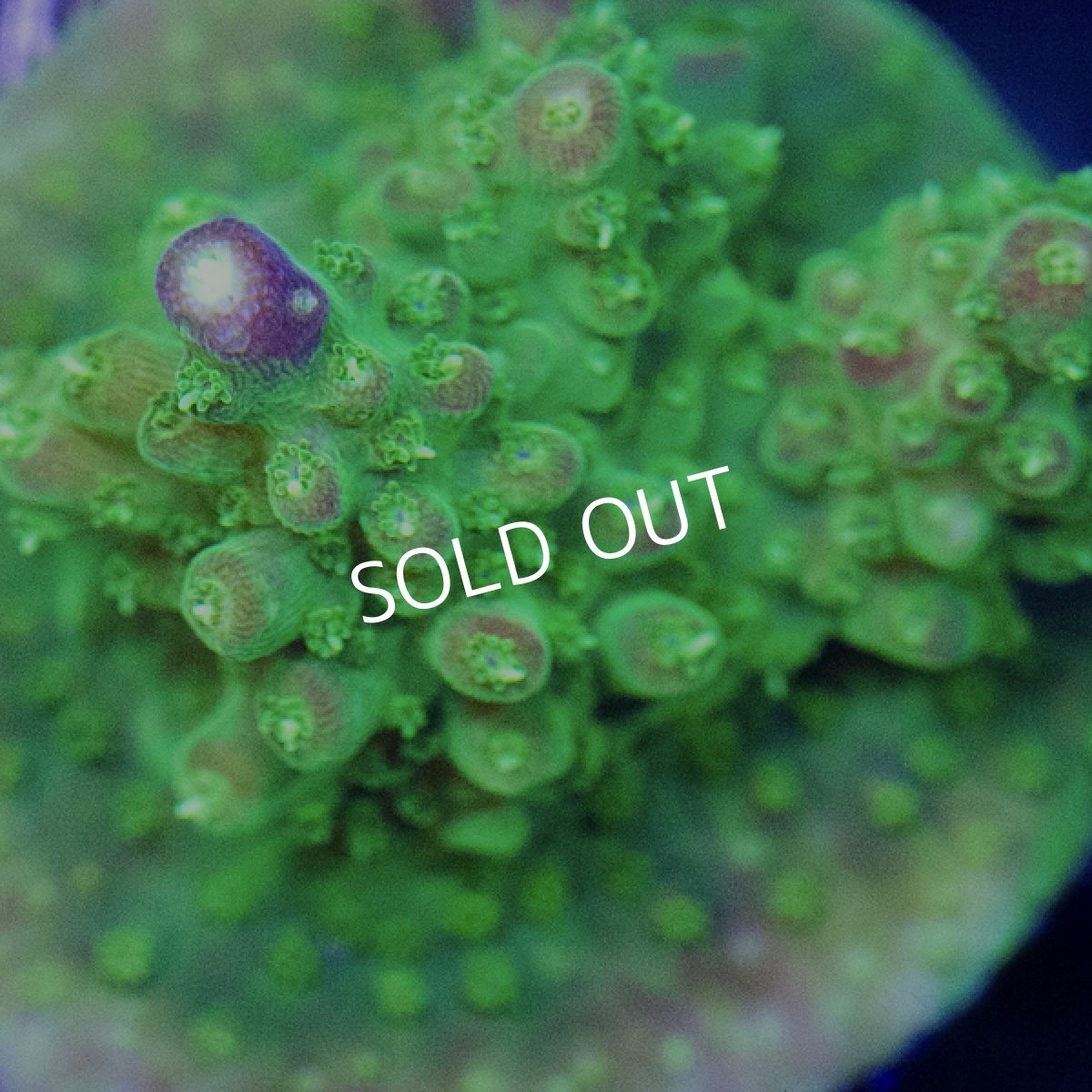 画像2: ■SALE■CE Acro Pink Paletta (2)