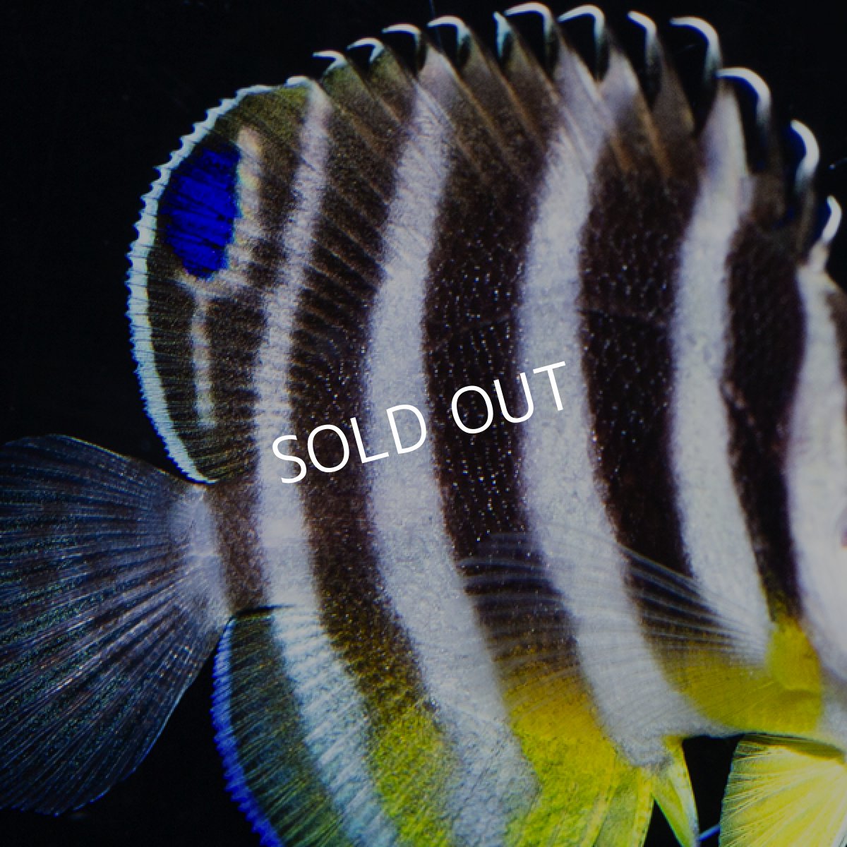 画像4: ■SALE■  シマヤッコ　外産ブリード No.2 (4)