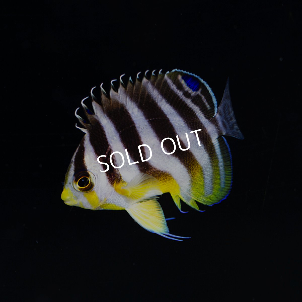 画像2: ■SALE■  シマヤッコ　外産ブリード No.2 (2)