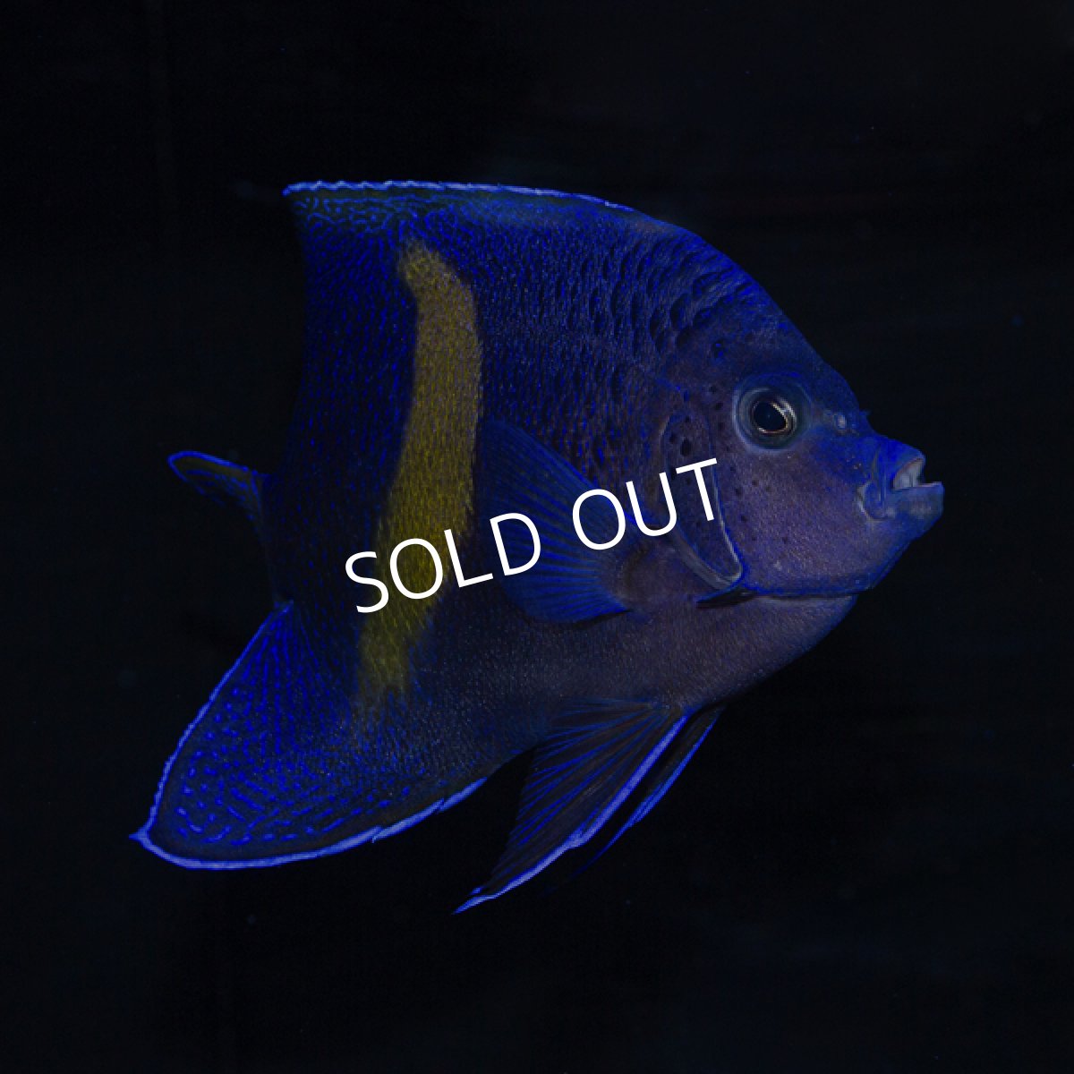 画像2: マクロス (2)