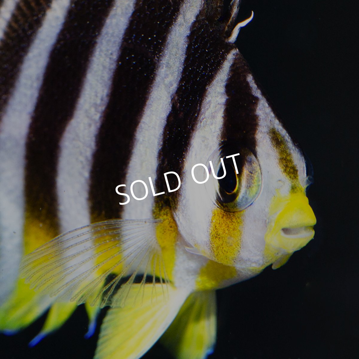 画像4: ■SALE■  シマヤッコ　外産ブリード No.1 (4)