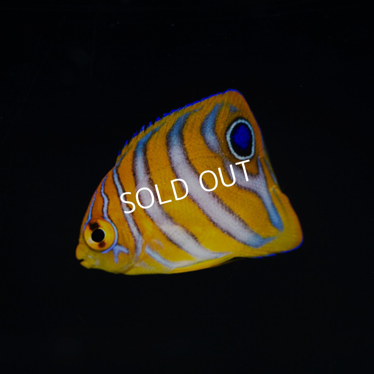 画像2: ■SALE■ ニシキヤッコ　外産ブリード (2)