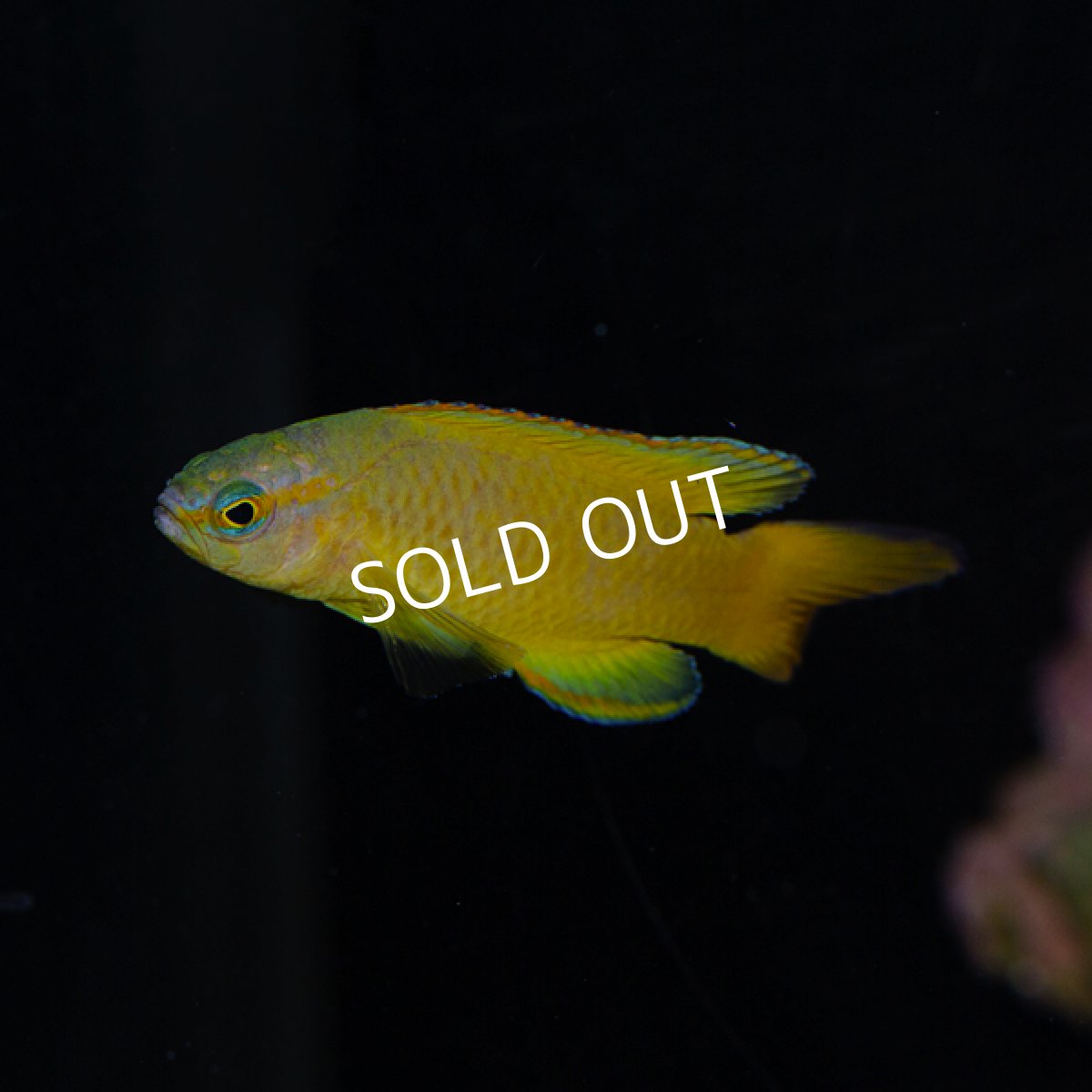 画像3: ■SALE■ イエローアセッサ (3)