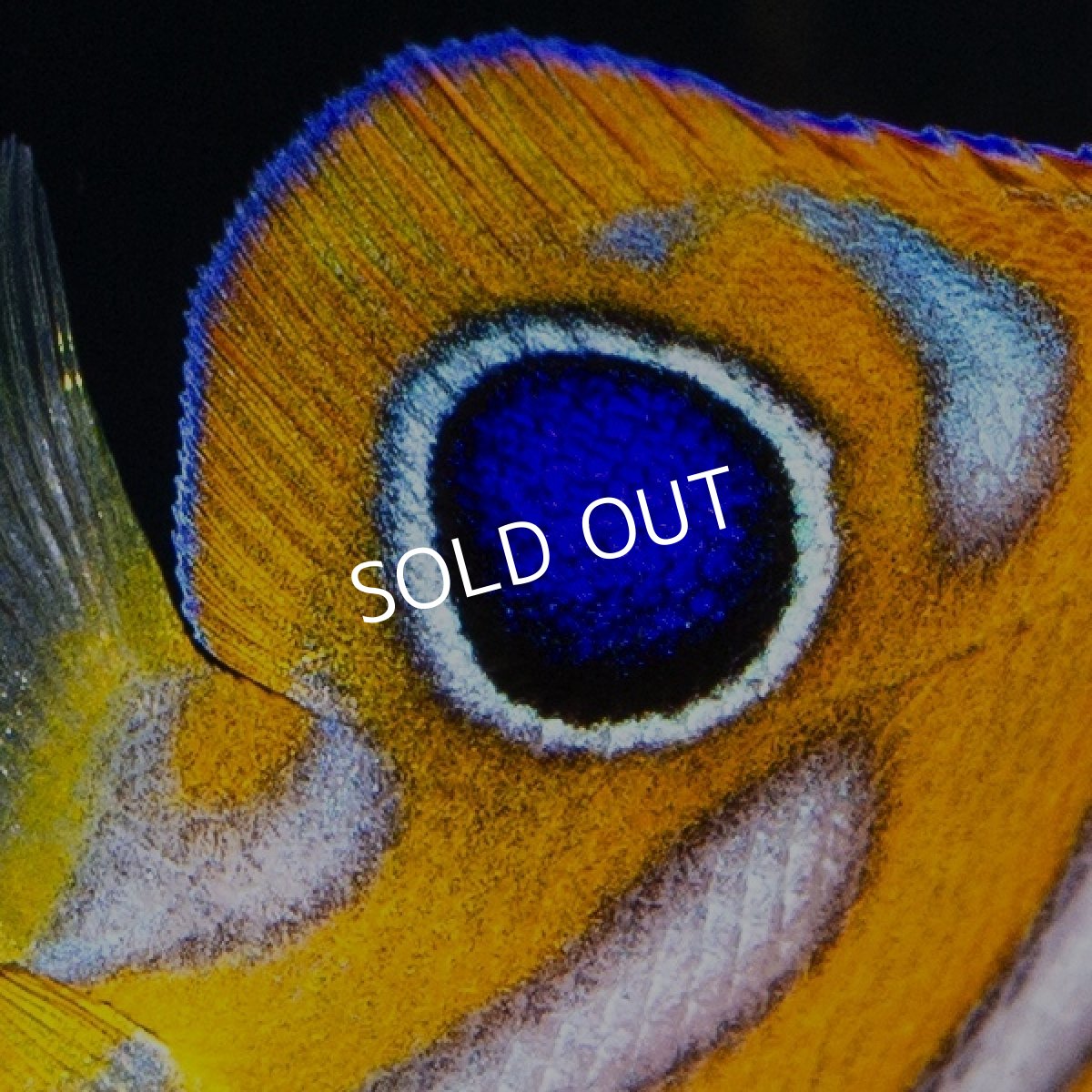 画像4: ■SALE■ ニシキヤッコ　外産ブリード (4)