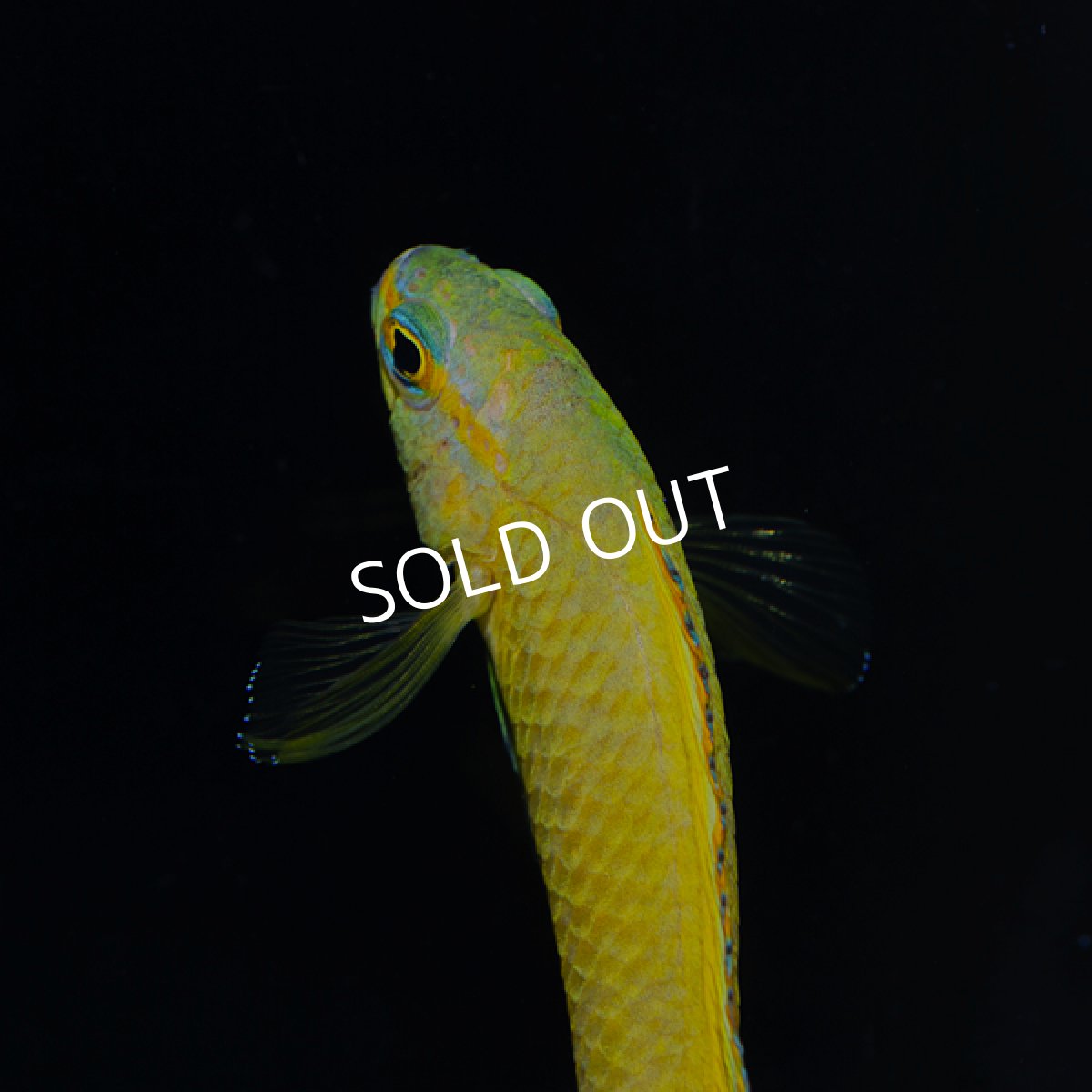 画像2: ■SALE■ イエローアセッサ (2)