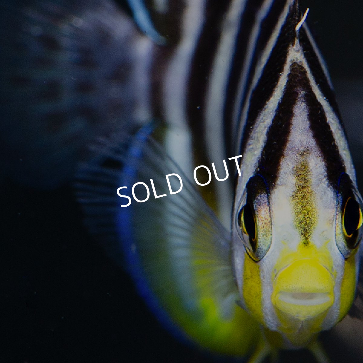 画像5: ■SALE■  シマヤッコ　外産ブリード No.2 (5)