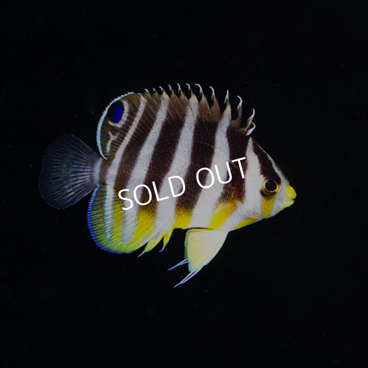 画像3: ■SALE■  シマヤッコ　外産ブリード No.1 (3)