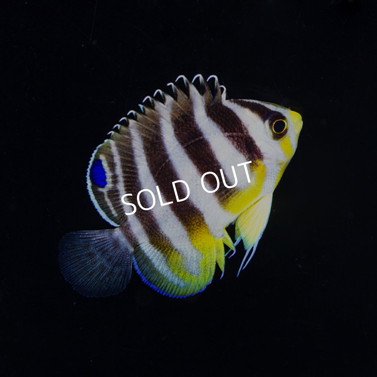 画像3: ■SALE■  シマヤッコ　外産ブリード No.2 (3)