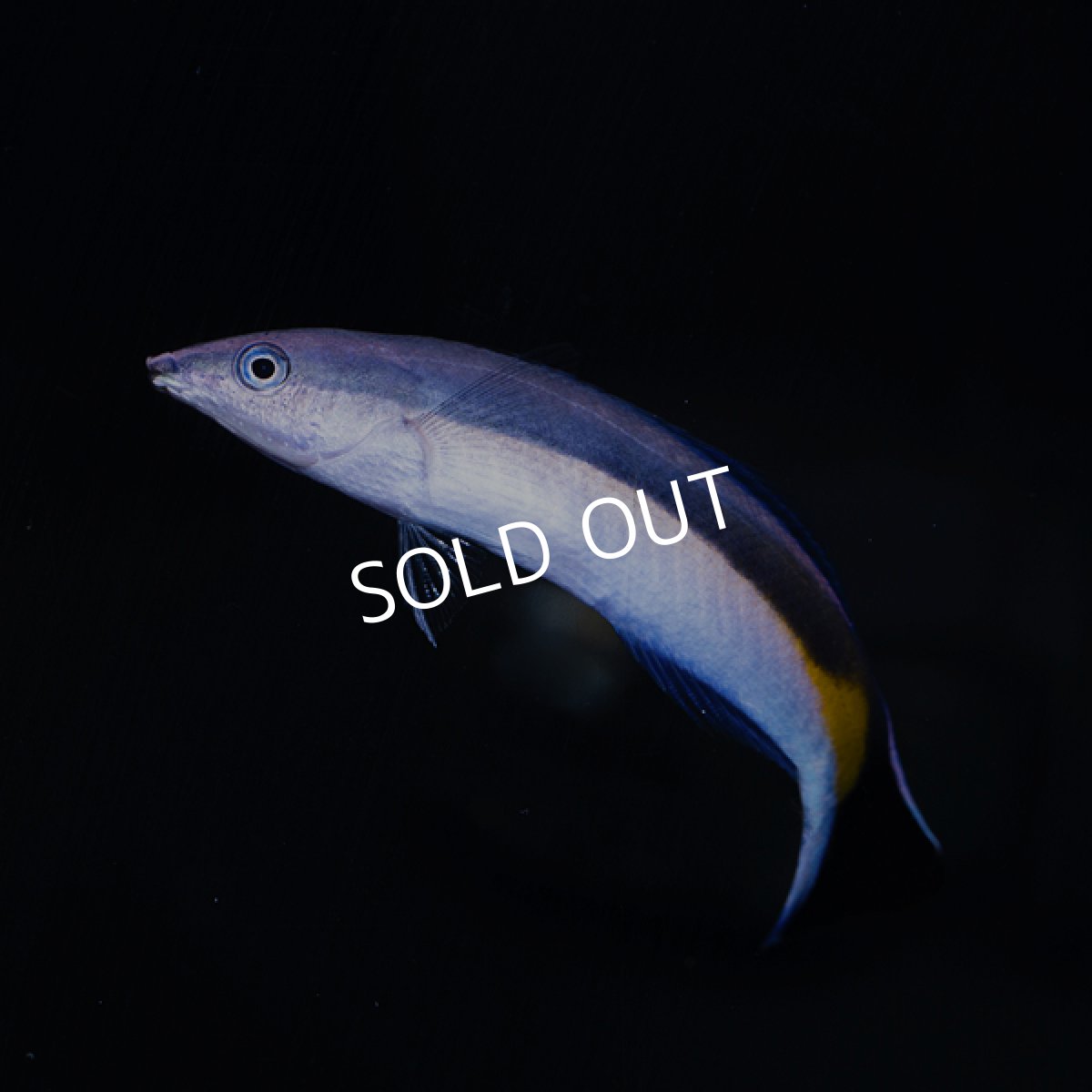 画像2: ホンソメワケベラ・ゴールデン (2)