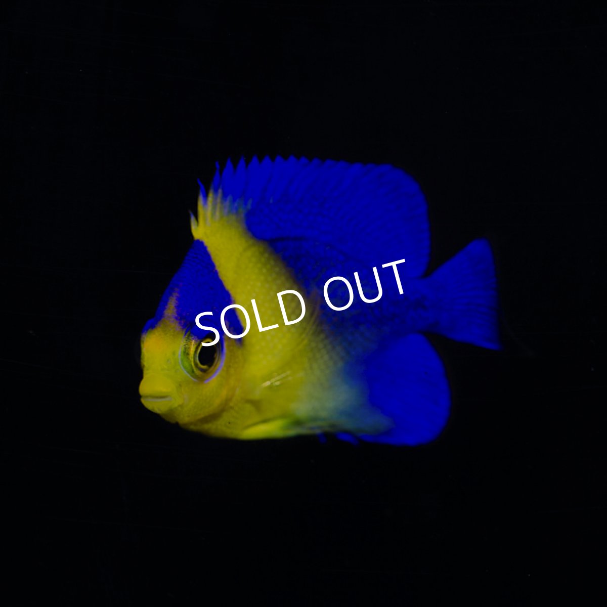 画像3: スミレヤッコ 外産ブリード No.2 (3)