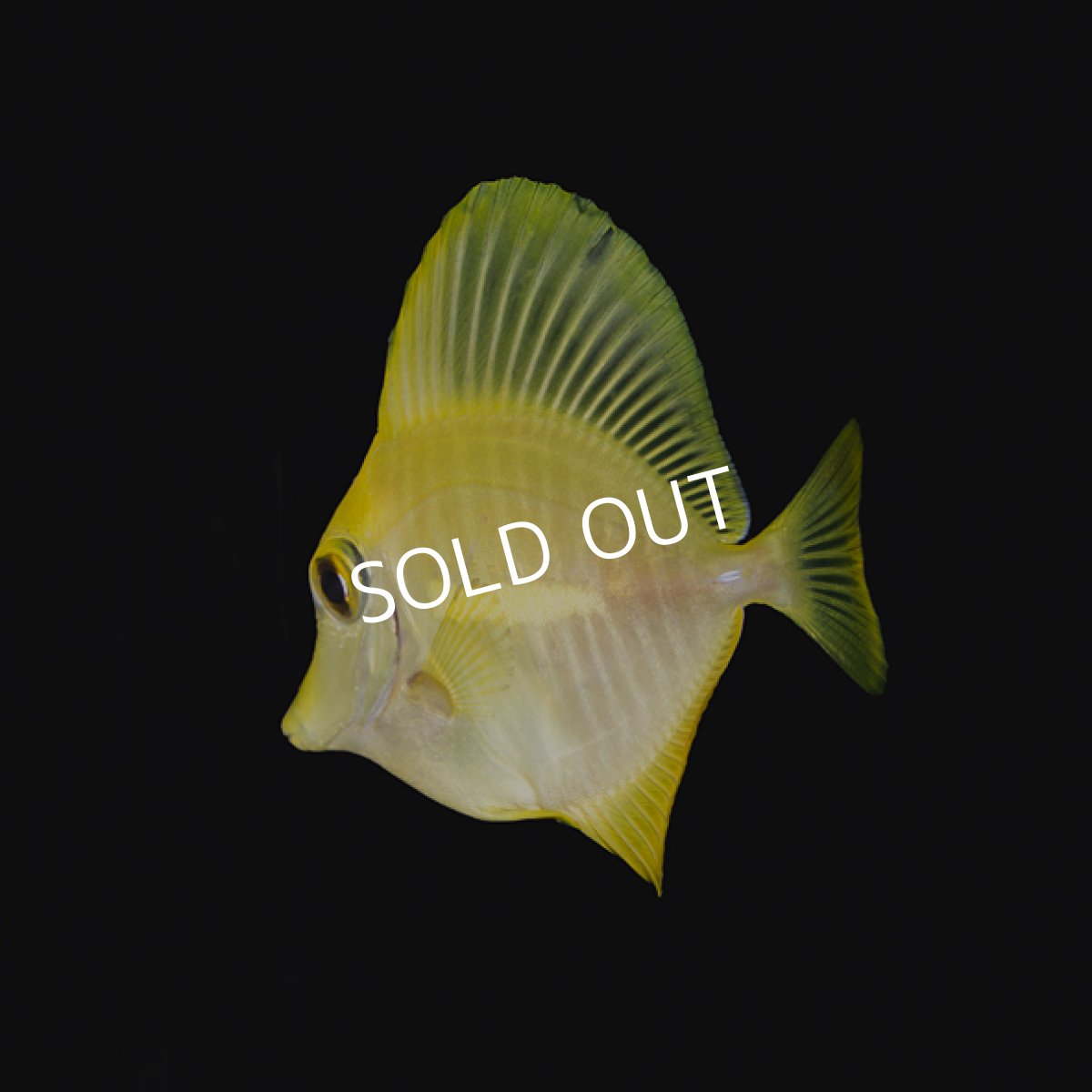 画像2: キイロハギ　国内ブリード個体 No.1 (2)