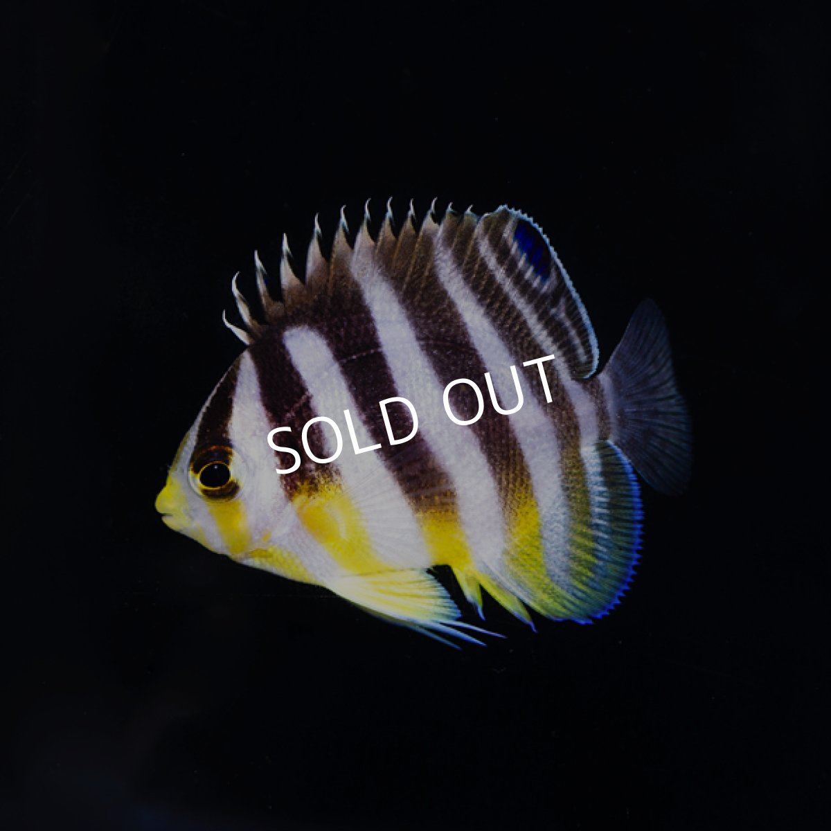 画像2: シマヤッコ 外産ブリード No.1 (2)